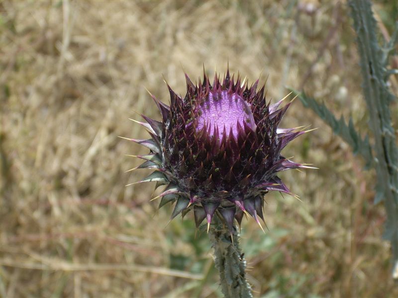 Onopordum illyricum / Onopordo maggiore